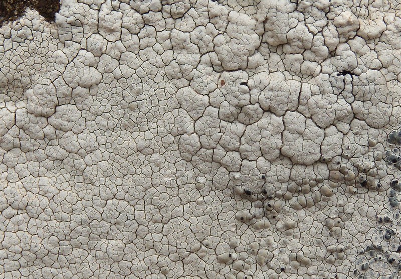 lichene bianco sulle arenarie della Laga 1